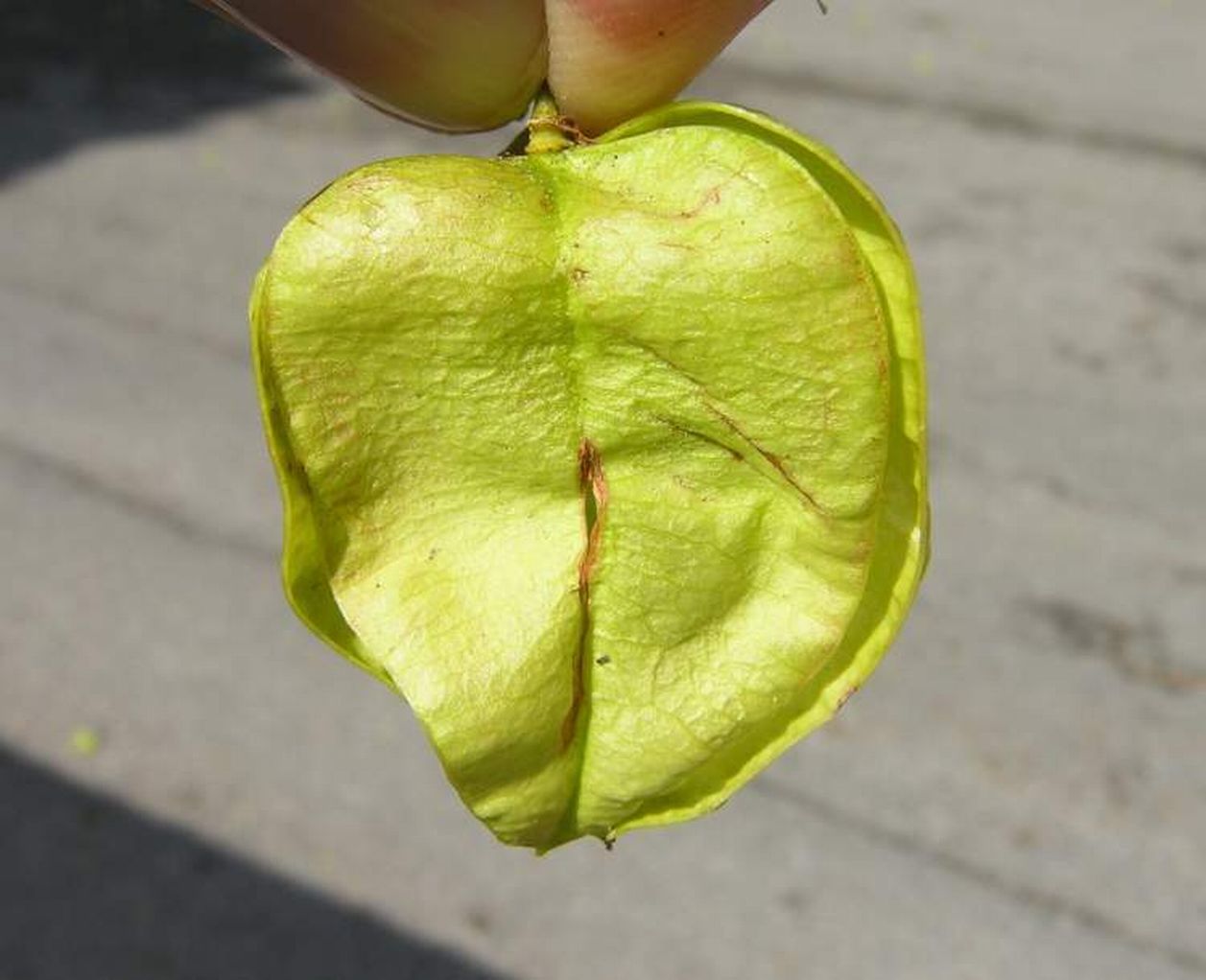 Koelreuteria paniculata